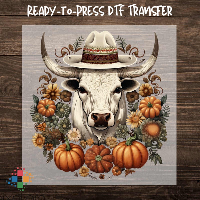 Western Cow with Pumpkins